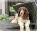 Small Photo #1 Poodle (Standard) Puppy For Sale in HOUSTON, TX, USA