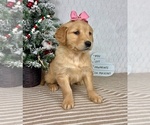Small #2 Golden Retriever