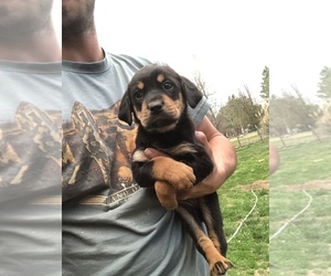 Rottweiler Puppy for sale in PIKEVILLE, NC, USA