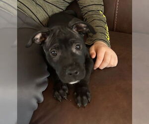 American Pit Bull Terrier-American Staffordshire Terrier Mix Dogs for adoption in Chester, VA, USA