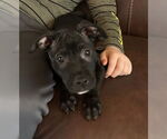 Small American Pit Bull Terrier-American Staffordshire Terrier Mix