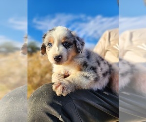 Australian Shepherd Puppy for sale in MORONGO VALLEY, CA, USA