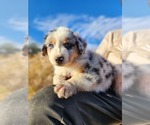 Image preview for Ad Listing. Nickname: Litter of 5
