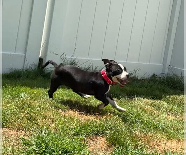 Medium Photo #2 Boston Terrier-Jack Russell Terrier Mix Puppy For Sale in Wakefield, RI, USA