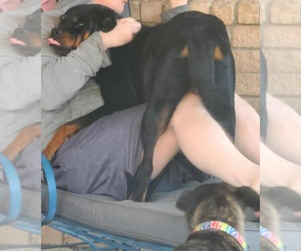 Medium Photo #4 Rottweiler Puppy For Sale in San Antonio, TX, USA