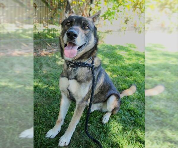 Medium Photo #3 German Shepherd Dog-Unknown Mix Puppy For Sale in Sacramento, CA, USA