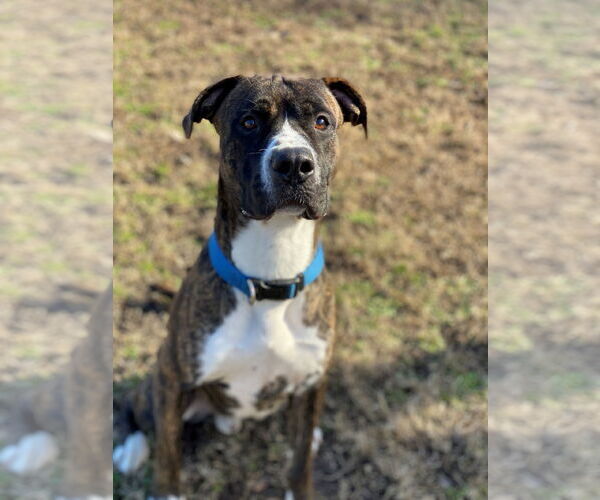 Medium Photo #9 Mutt Puppy For Sale in Virginia Beach, VA, USA