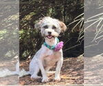 Small Photo #3 Havanese Puppy For Sale in Fort Wayne, IN, USA