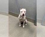 Small Mutt