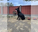 Small Photo #49 German Shepherd Dog Puppy For Sale in HAYWARD, CA, USA