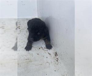 Labrador Retriever Dogs for adoption in Houston, TX, USA