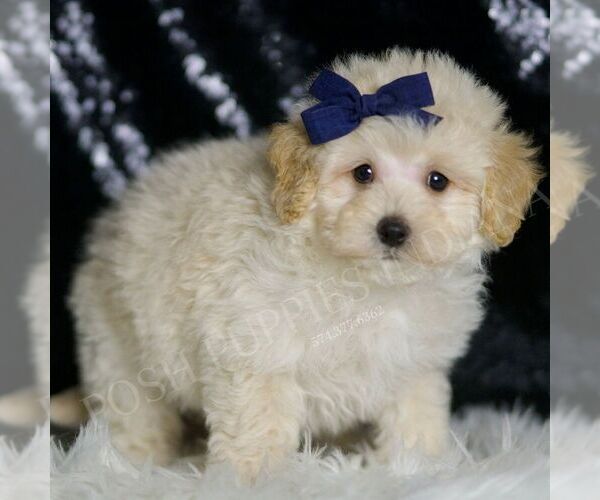 Medium Photo #69 Maltipoo (Miniature) Puppy For Sale in WARSAW, IN, USA