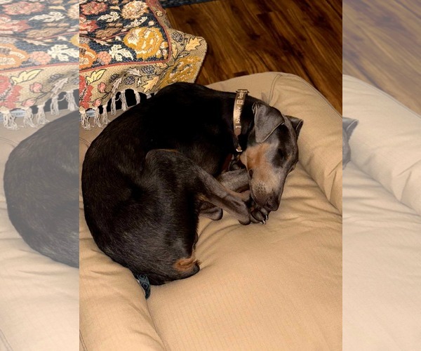 Medium Photo #10 Doberman Pinscher-Unknown Mix Puppy For Sale in Escondido, CA, USA