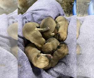 Finnish Spitz-Shiba Inu Mix Puppy for sale in MONCLOVA, OH, USA