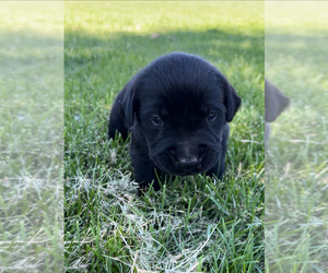 Golden Labrador Puppy for sale in REXBURG, ID, USA