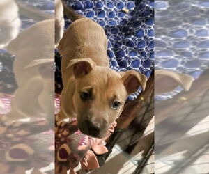 American Staffordshire Terrier-Unknown Mix Dogs for adoption in Minneapolis, MN, USA