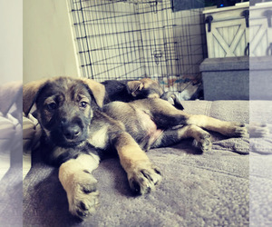 German Shepherd Dog-Schnauzer (Miniature) Mix Puppy for sale in CADILLAC, MI, USA