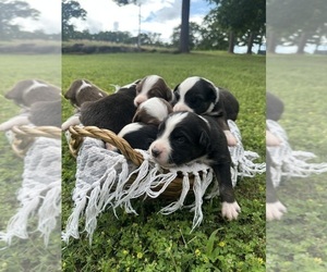 Australian Shepherd Puppy for sale in LUTHER, OK, USA