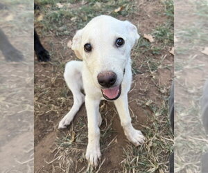 Labrador Retriever-Unknown Mix Dogs for adoption in OKLAHOMA CITY, OK, USA