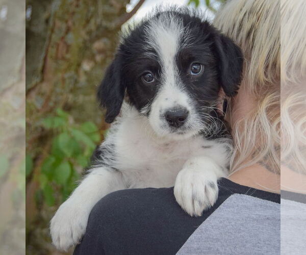 Medium Photo #5 Australian Shepherd-Unknown Mix Puppy For Sale in Huntley, IL, USA