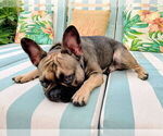 Small Photo #1 French Bulldog Puppy For Sale in LOUISVILLE, KY, USA