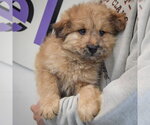 Small #2 Chow Chow Mix