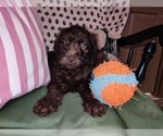 Small Photo #21 Australian Labradoodle Puppy For Sale in W FIELD, NC, USA