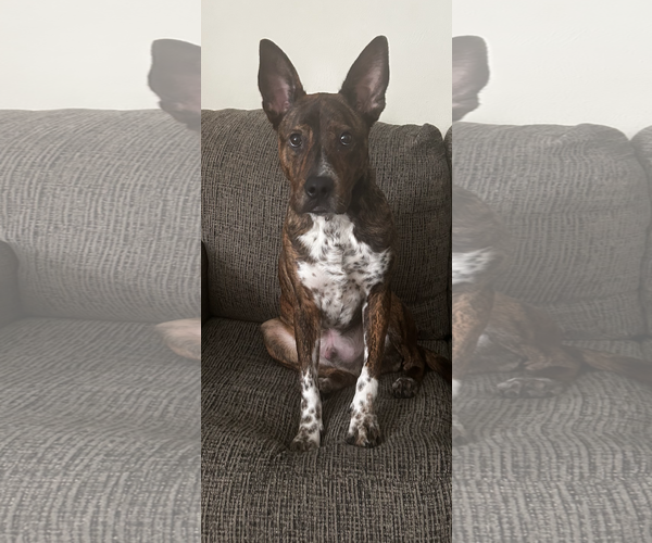 Medium Photo #2 Plott Hound-Unknown Mix Puppy For Sale in McKinney, TX, USA