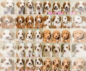 Labradoodle-Poodle (Standard) Mix Puppy for Sale in LOOMIS, California USA