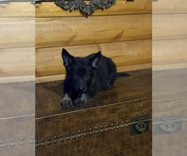 Medium Photo #1 German Shepherd Dog Puppy For Sale in SUMPTER TWP, MI, USA