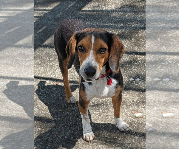 Medium Photo #17 Beagle Puppy For Sale in Dunnellon, FL, USA