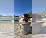 Pup Pup - Male Aussiedoodle Toy Puppy for Sale - Photo #4