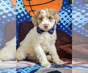 Poodle (Miniature)-Shepadoodle Mix Puppy for sale in GLEN ROCK, PA, USA