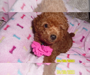 Medium Poodle (Miniature)