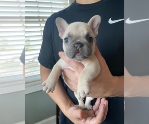 French Bulldog Puppy for sale in GRETNA, LA, USA