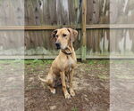 Small #3 Great Dane