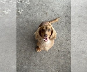 Father of the Dachshund puppies born on 09/25/2025