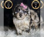Small #7 Maltipoo