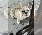 Small #1 French Bulldog