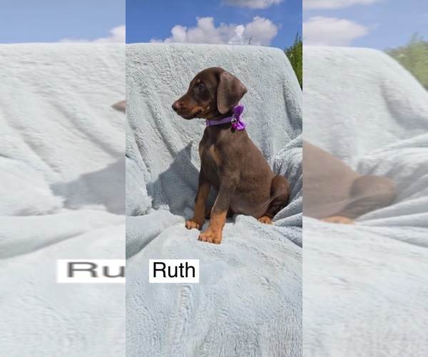 Medium Photo #2 Doberman Pinscher Puppy For Sale in POMEROY, OH, USA