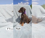 Small #1 Doberman Pinscher