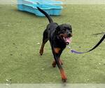 Small Rottweiler