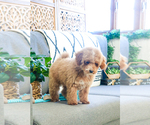 Small Photo #15 Poodle (Toy) Puppy For Sale in SYRACUSE, IN, USA