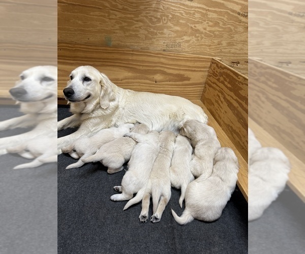 Medium Photo #4 Golden Retriever Puppy For Sale in FAYETTEVILLE, TN, USA