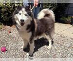 Small Siberian Husky