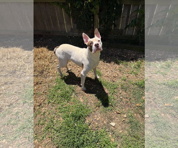 Medium Photo #2 American Staffordshire Terrier-Unknown Mix Puppy For Sale in Jackson, MS, USA