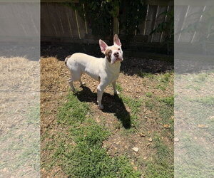 Jitterbug - Male American Staffordshire Terrier-Unknown Mix Dog for Adoption - Photo #2
