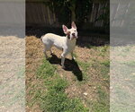 Small #1 American Staffordshire Terrier Mix
