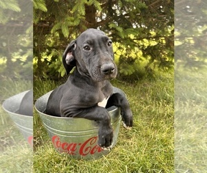 Great Dane Puppy for sale in MIDDLEBURY, IN, USA