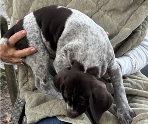 Medium Photo #5 German Shorthaired Pointer-German Wirehaired Pointer Mix Puppy For Sale in DEFUNIAK SPRINGS, FL, USA